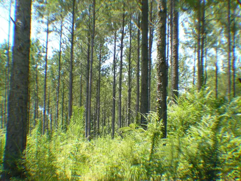 687 Albert Graves Rd, Sumrall, MS 39482 photo 34