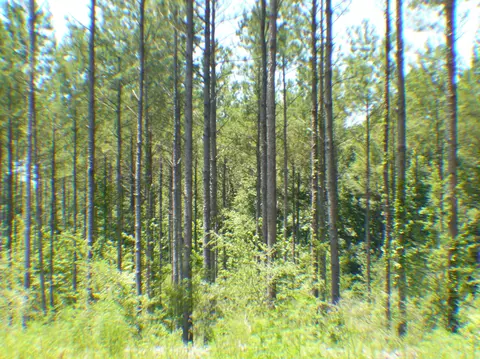 687 Albert Graves Rd, Sumrall, MS 39482 photo 38
