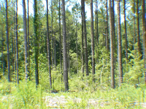 687 Albert Graves Rd, Sumrall, MS 39482 photo 37