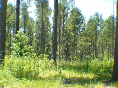 687 Albert Graves Rd, Sumrall, MS 39482 photo 35