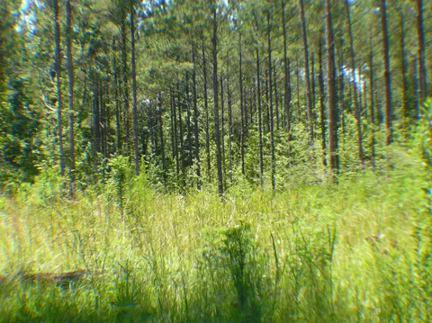 687 Albert Graves Rd, Sumrall, MS 39482 photo 36