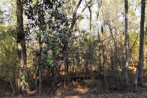 40 50 Dick Sumrall, Laurel, MS 39443 photo 3