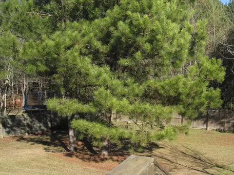 137 Latigo Loop, Sumrall, MS 39482 photo 14