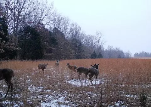 1500 Block Of Stafford Hollow Rd, Adolphus, KY 42120