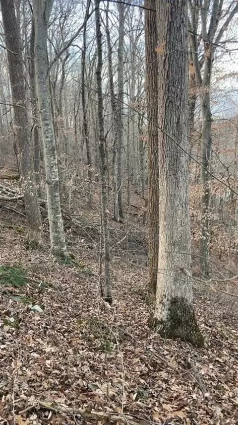 0 Salt Lick Rd, Burkesville, KY 42717