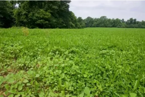 183 Acres Flint Springs Rd, Horse Branch, KY 42349