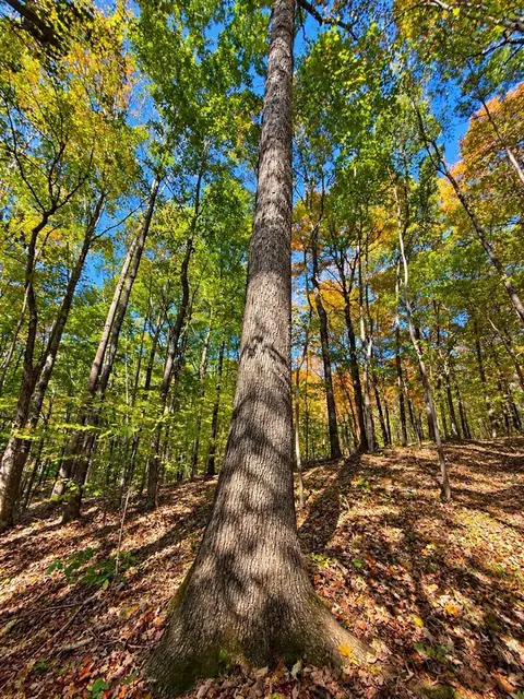 0 Dunbar Leetown Rd, Morgantown, KY 42261