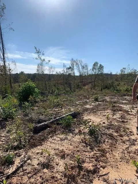 00 Sylvan Loop Rd, Foster, AL 35463 photo 16