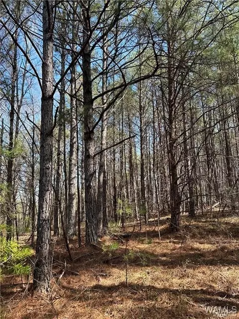 00 Jud Cook Rd, Carbon Hill, AL 35549