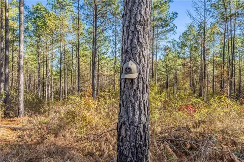 0000 Co Rd 30, Sulligent, AL 35586 photo 56