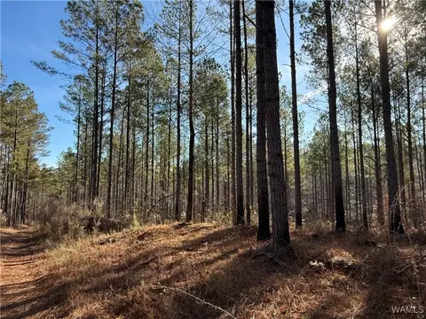 0000 Co Rd 30, Sulligent, AL 35586 photo 14