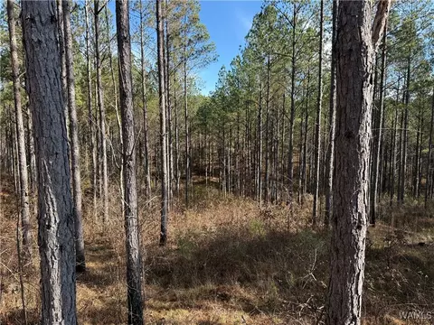 0000 Co Rd 30, Sulligent, AL 35586 photo 27