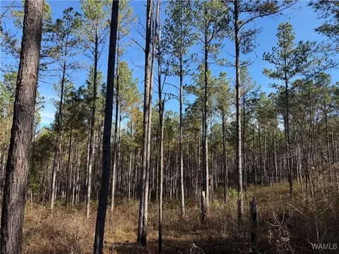 0000 Co Rd 30, Sulligent, AL 35586 photo 9