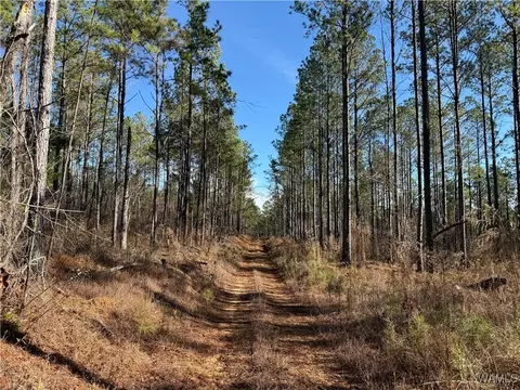 0000 Co Rd 30, Sulligent, AL 35586 photo 5