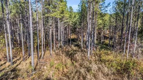 0000 Co Rd 30, Sulligent, AL 35586 photo 47