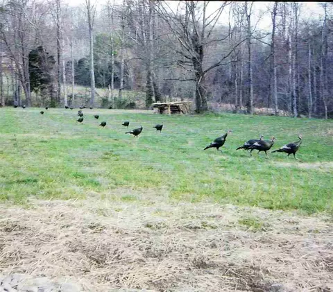 271 Grand Valley Rd, Talbott, TN 37877 photo 7
