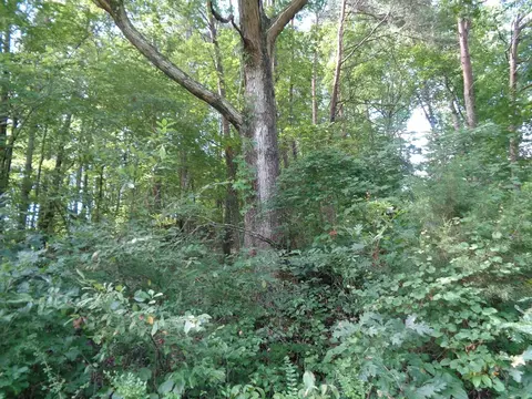0 Poor Valley Rd, Rutledge, TN 37861 photo 11