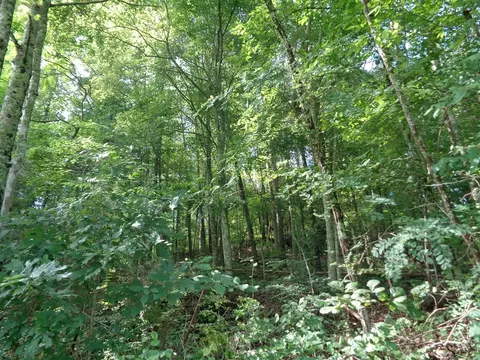 0 Poor Valley Rd, Rutledge, TN 37861 photo 5