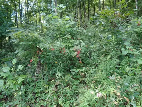 0 Poor Valley Rd, Rutledge, TN 37861 photo 7
