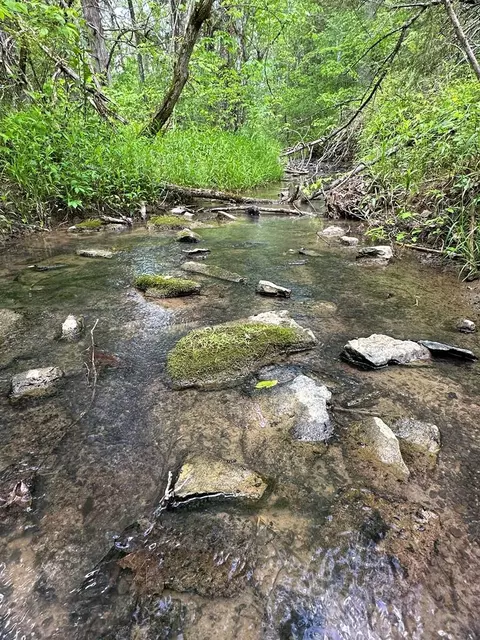 00 Youngstock 11 Acres, Eidson, TN 37731
