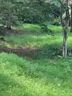 Tract 1 Lower Rinehart Rd, Dandridge, TN 37725