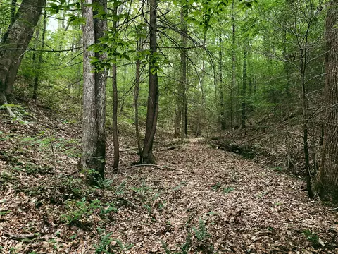 tbd Adams Ln, Mooresburg, TN 37811
