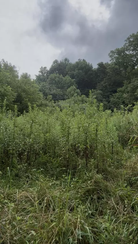 0 Collins Rd, Blaine, TN 37709