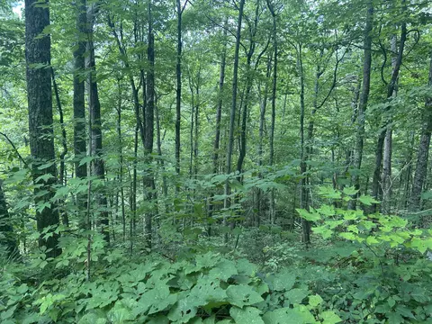 0000 Half High St, Sevierville, TN 37876