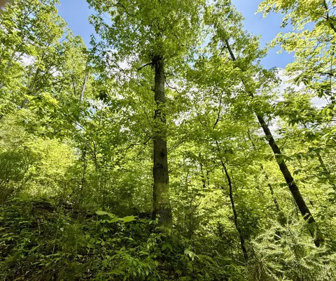 47 Ac Tbd Enoch Rd, Eidson, TN 37731 photo 13