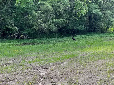 4045 S Mohawk Rd, Mohawk, TN 37810 photo 70
