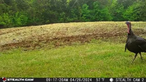 4045 S Mohawk Rd, Mohawk, TN 37810 photo 20