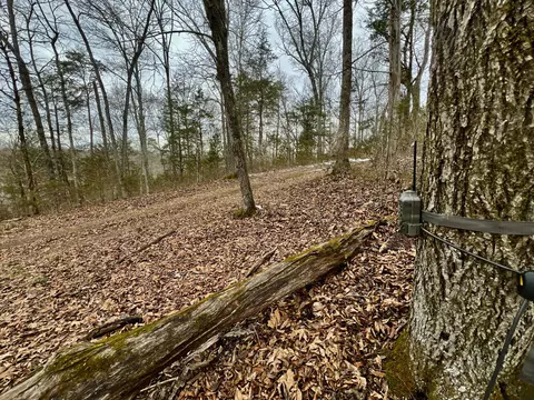 4045 S Mohawk Rd, Mohawk, TN 37810 photo 109
