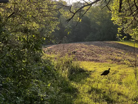 4045 S Mohawk Rd, Mohawk, TN 37810 photo 17