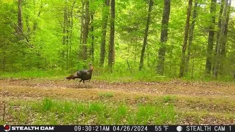 4045 S Mohawk Rd, Mohawk, TN 37810 photo 18