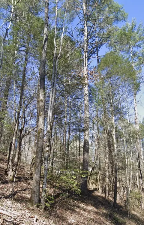 lot38 Black Walnut Flats Rd, Sevierville, TN 37862