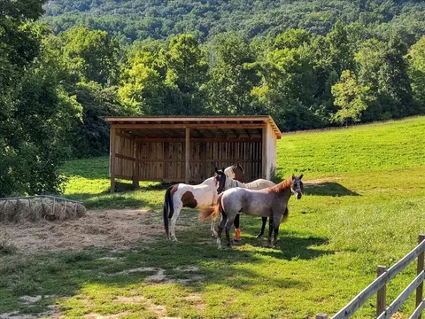 Other - 9705 Hogskin Rd, Corryton, TN 37721 photo 16 of 16