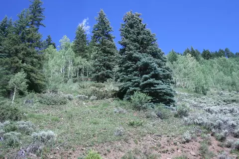 316 Eagle St, Red Cliff, CO 81649 photo 11