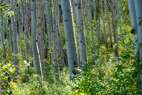 1121 Forest Trl, Edwards, CO 81632 photo 11