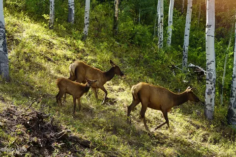 Other - 880 Forest Trl, Edwards, CO 81632 photo 17 of 26