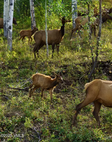 Other - 880 Forest Trl, Edwards, CO 81632 photo 16 of 26