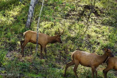 Other - 880 Forest Trl, Edwards, CO 81632 photo 13 of 26
