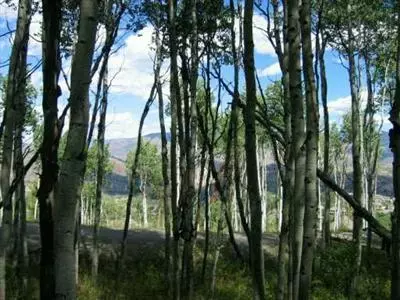1069 Forest, Edwards, CO 81632 photo 1