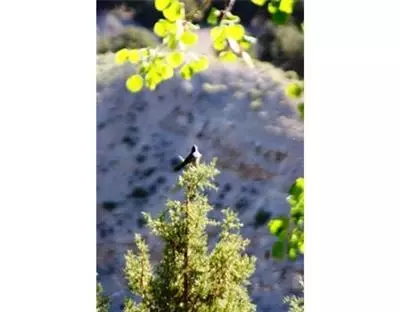 205 Castle Peak Rd, Eagle, CO 81631 photo 13