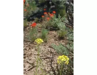 71 Big Sage Ct, Eagle, CO 81631 photo 10