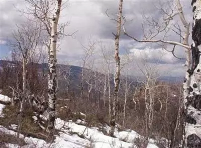 994 Webb Peak, Edwards, CO 81632 photo 2