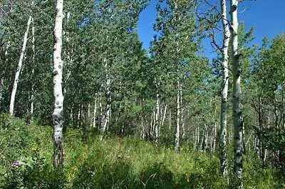 832 Forest, Edwards, CO 81632 photo 3