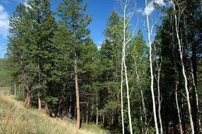 101 Sunquist Rd, Edwards, CO 81632 photo 3