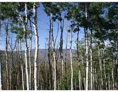 137 Black Bear, Edwards, CO 81632 photo 1