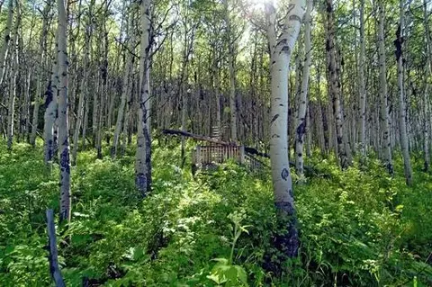 1029 Forest Trl, Edwards, CO 81632 photo 9