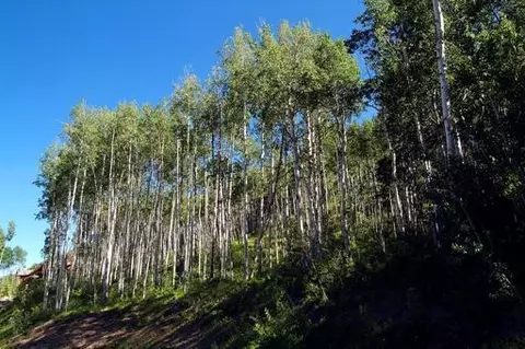 1029 Forest Trl, Edwards, CO 81632 photo 8
